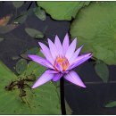 [4월 27일 탄생화] 수련(Water Lily) : 청순한 마음 이미지