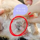 정쌤펫살롱 이미지