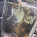 흥덕종합동물병원