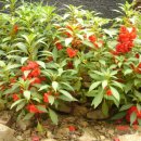 신안농장 이미지