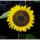 동승주유소 이미지