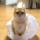 이쁘냥 | 이쁘냥 서대문점 고양이목욕 후기