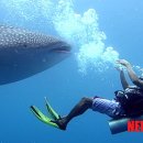 고래리퍼블릭 이미지