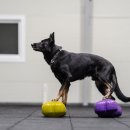 루카스독트레이닝 이미지