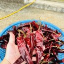 [ 2025년 해남 고추가루 ] 판매 합니다~^^ (매운맛 소량 있어요) 이미지