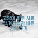 고양이 하루 이미지