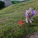 예쁘다 펫살롱 이미지