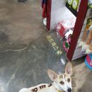 위드독스 샵 이미지