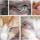 도곡치유동물병원 이미지