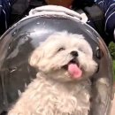 꽃분이네 | [온천장]온천장고기집 추천! 가성비 냉삼 맛집 꽃분이네 식당