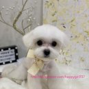 도그마 펫살롱 이미지