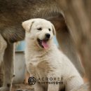 아크로벳 내과동물병원 이미지
