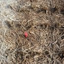 양지말천 이미지