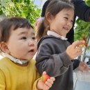 토리딸기팜 | [창원 동읍]토리딸기팜체험학습장