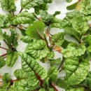 영만농장 이미지