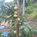 정자농장 이미지