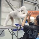 수원-0799 | 부산강아지미용학원 KKF 콘테스트 후기