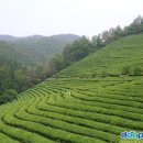 보성녹차