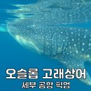 현지 | 필리핀 세부 오슬롭 고래상어 투어 캐녀닝 현지 후기 첫날 공항 픽업