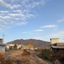 11650-16-167-8 | 원주 반계리 은행나무 11월 16일 오전 8시 방문 후기｜단풍 절정 시기 실시간 리뷰