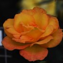 My Way Rose 이미지