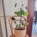문진로커피