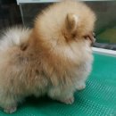 한국참피온 이미지