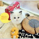 아담스펫 강아지분양 고양이분양 창원점 이미지