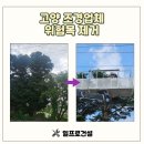 생활속의 조경이야기(야간) | 고양 조경업체 위험목 제거 후기