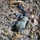 다람쥐공원 이미지