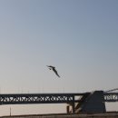 부산갈매기 이미지