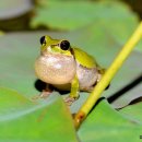 청개구리 이미지