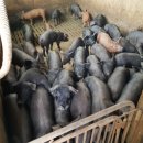 제주도흑돼지 이미지