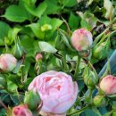 낭도 꿈뜰펜션 이미지