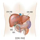 급성 B형 간염 이미지