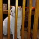 착한 고양이 브런치