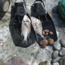 하야루비 이미지