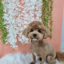 얼렁오시개 이미지