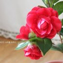 블랙로즈 - 북구 침산남로19길 9 | 블랙로즈