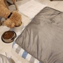 벨라몽 애견호텔 이미지