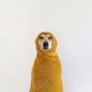 찍 이미지