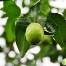 월야농장 이미지