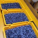 김호중농장 이미지