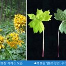 웰빙건강 식단 티스토리