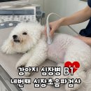 고려동물병원 | 강아지 심장초음파 검사, 심장병 B1 건강검진 f. 고려 24시동물병원