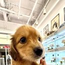 댕그라밍 이미지