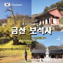 보석사   은행나무 | 충북 금산 가볼만한곳 보석사 천년 은행나무 명소 단풍 여행 후기