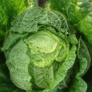 옹진해머금 이미지