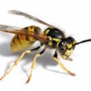개미, 초파리, 벌 외, 집벌레 안전하게 퇴치하는 법 이미지