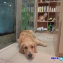 투투 동물병원 이미지